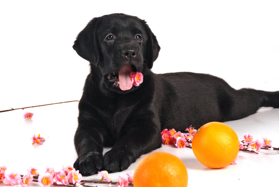 щенок лабрадора и апельсины - собаки, щенок, лабрадор - оригинал