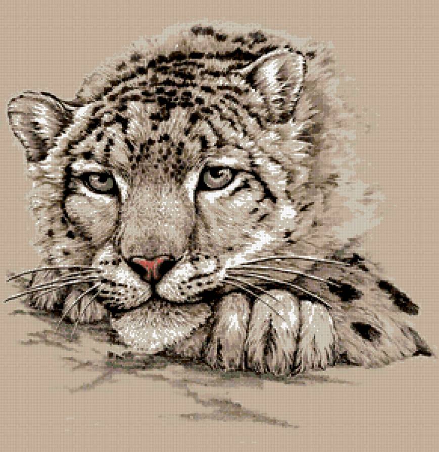 барс - животные, кошка - предпросмотр