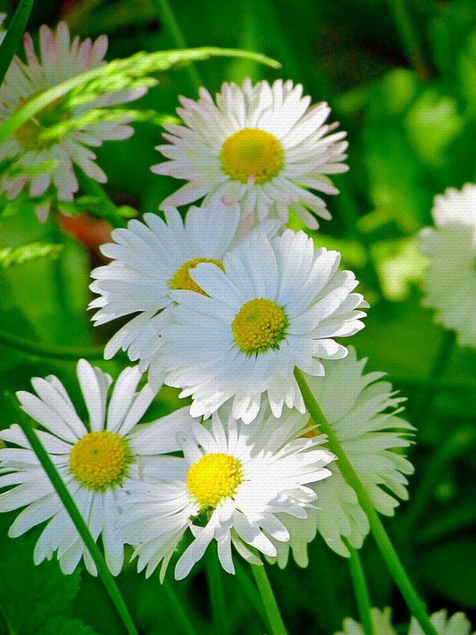 ромашки - природа, цветы, ромашки - оригинал