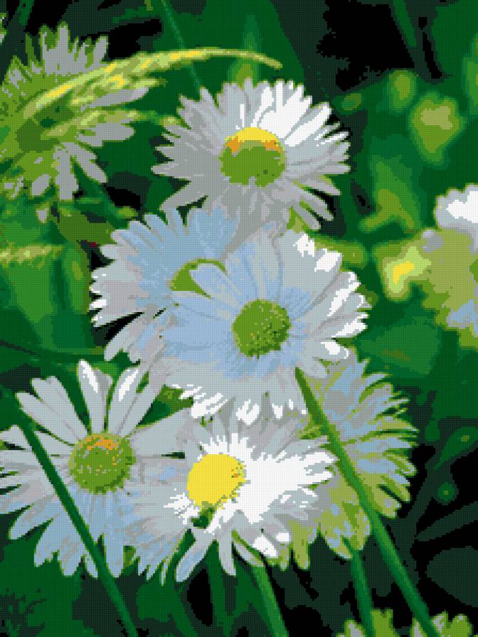 ромашки - природа, цветы, ромашки - предпросмотр