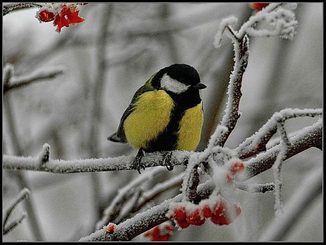 Зимняя сказка - оригинал