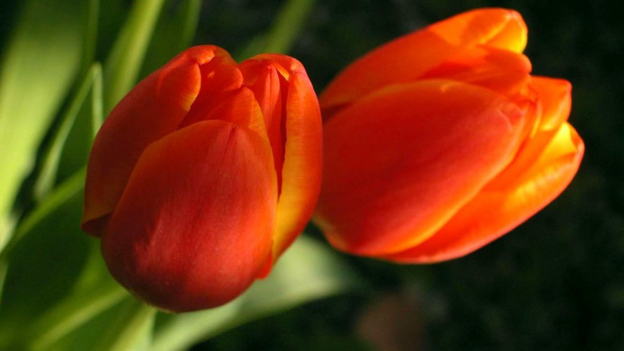 тюльпаны - природа, тюльпаны, цветы - оригинал