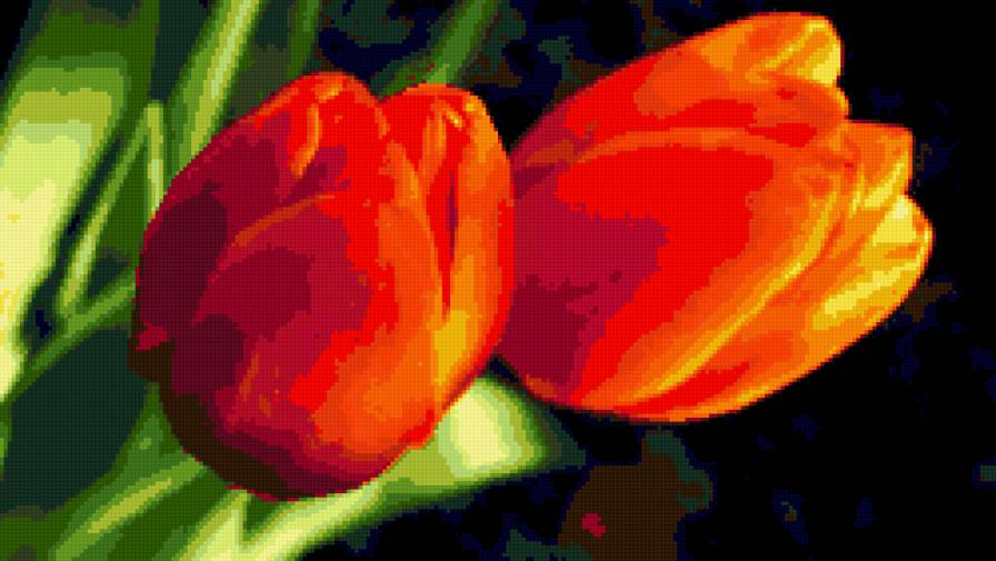 тюльпаны - цветы, природа, тюльпаны - предпросмотр