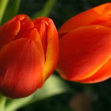 Схема вышивки «тюльпаны»