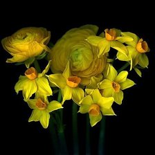 желтые цветы