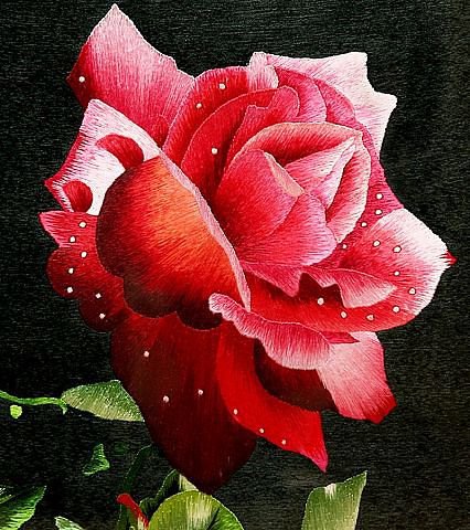 №179569 - цветы, роза - оригинал
