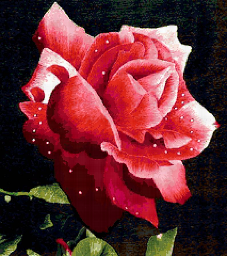 №179569 - цветы, роза - предпросмотр