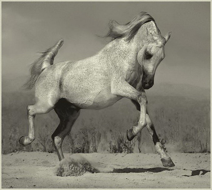 жеребец - белый, жеребец, кони, лошади - оригинал