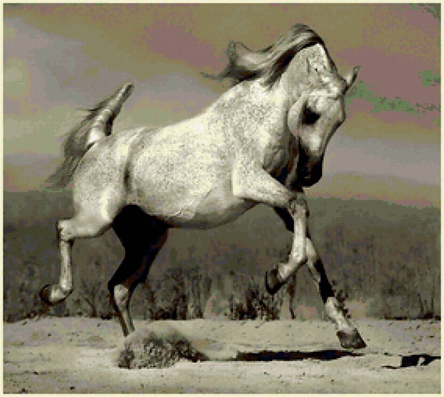 жеребец - кони, белый, лошади, жеребец - предпросмотр