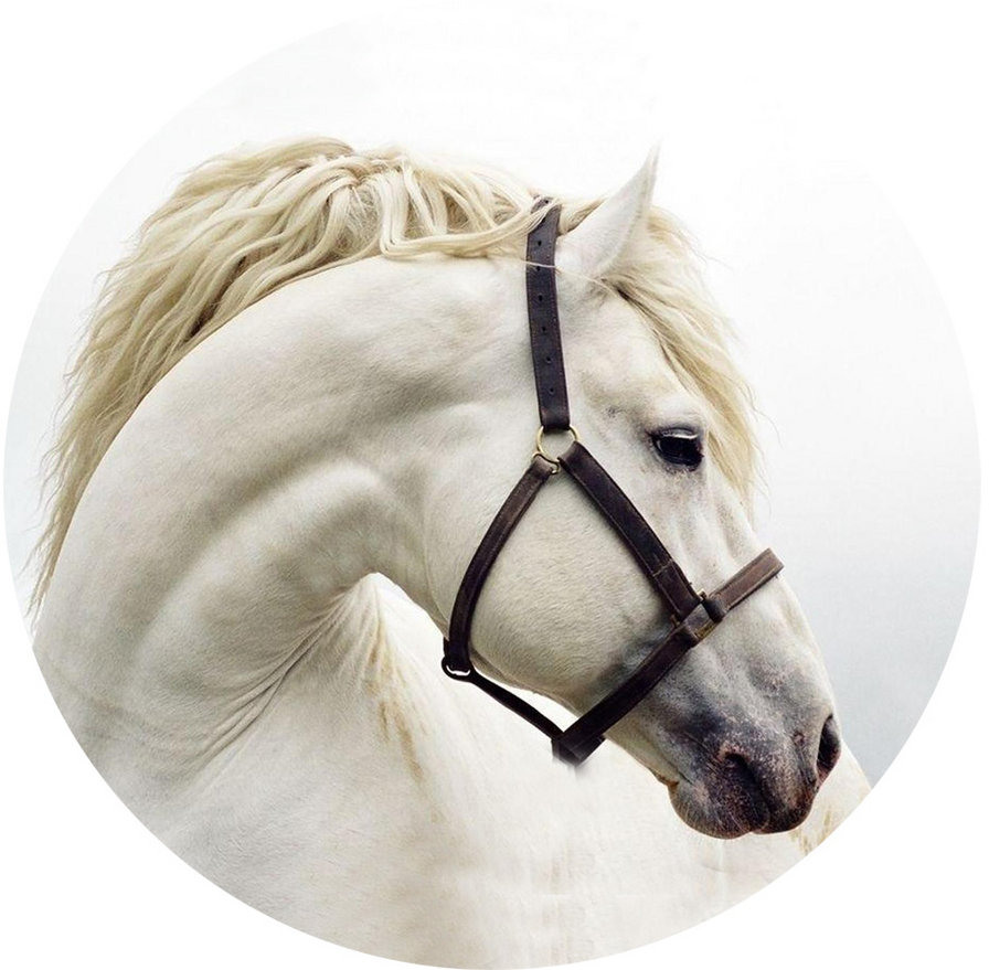 белая лошадка - кони, жеребец, лошади, лошадь - оригинал
