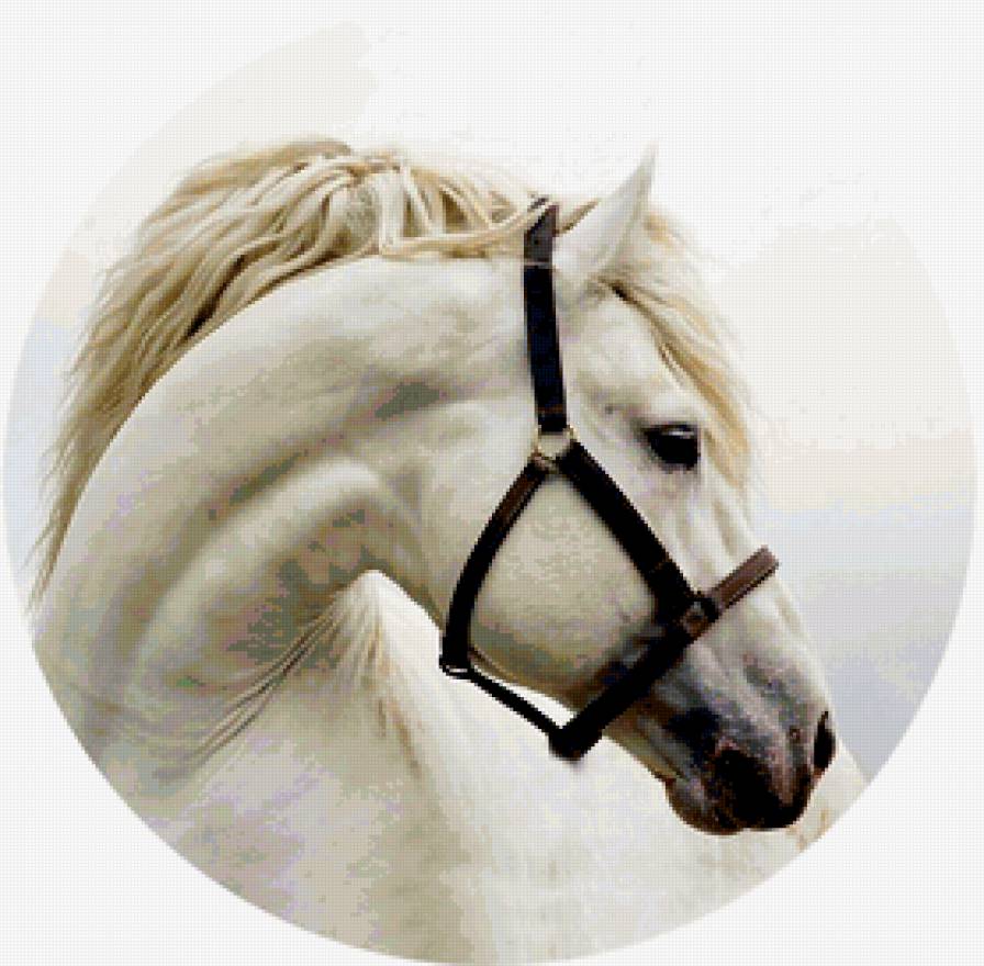 белая лошадка - лошади, жеребец, кони, лошадь - предпросмотр