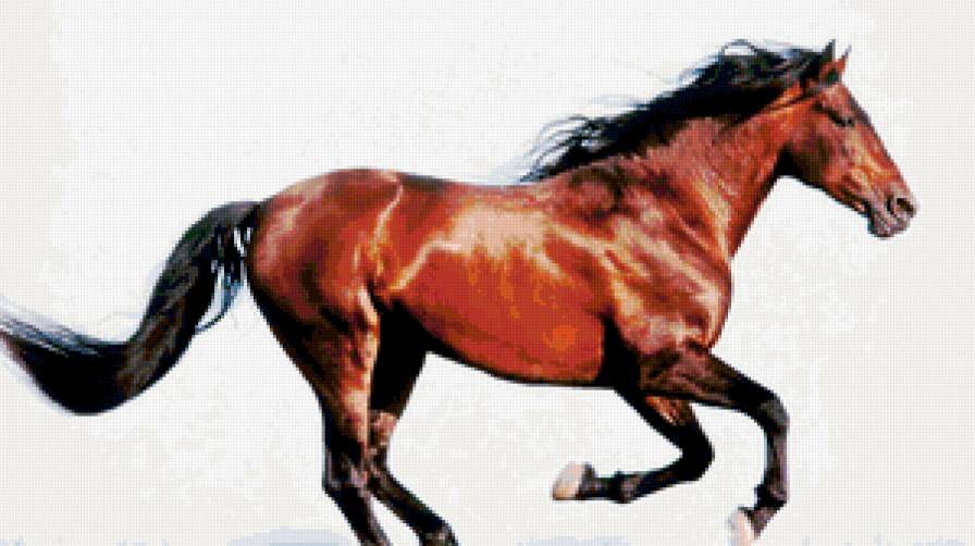 №179728 - лошади, жеребец, кони - предпросмотр