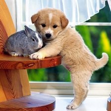 Схема вышивки «щенок и кролик»