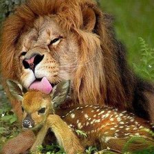 лев и олененок