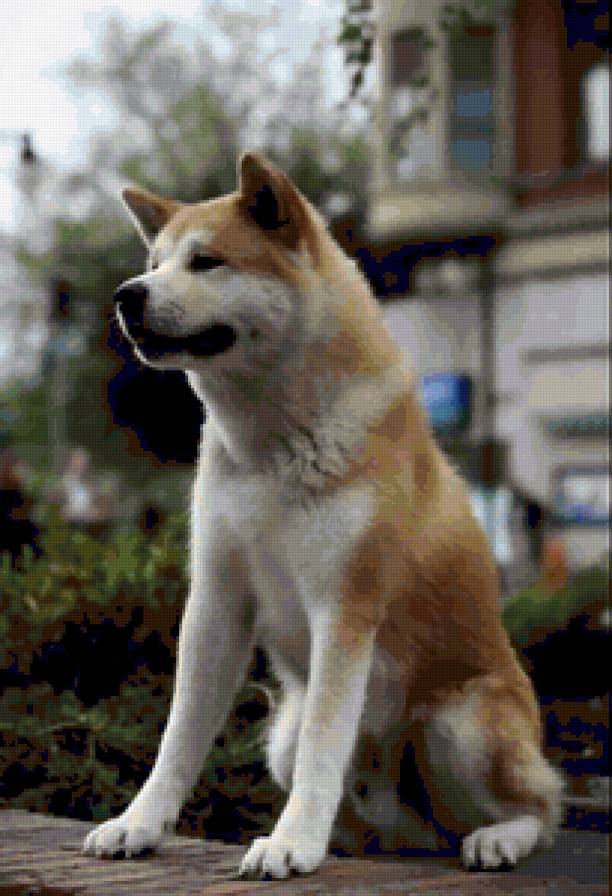 Хатико - предпросмотр