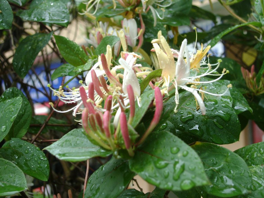 hanımeli - çiçek - оригинал