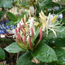 Схема вышивки «hanımeli»