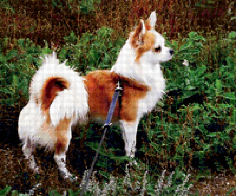 микки - чихуахуа - предпросмотр