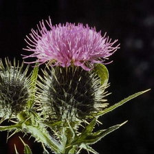 чертополох