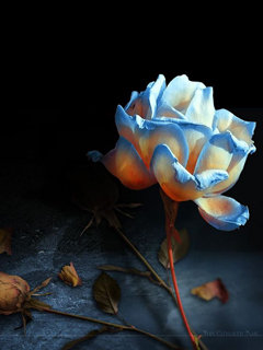 розочка - оригинал