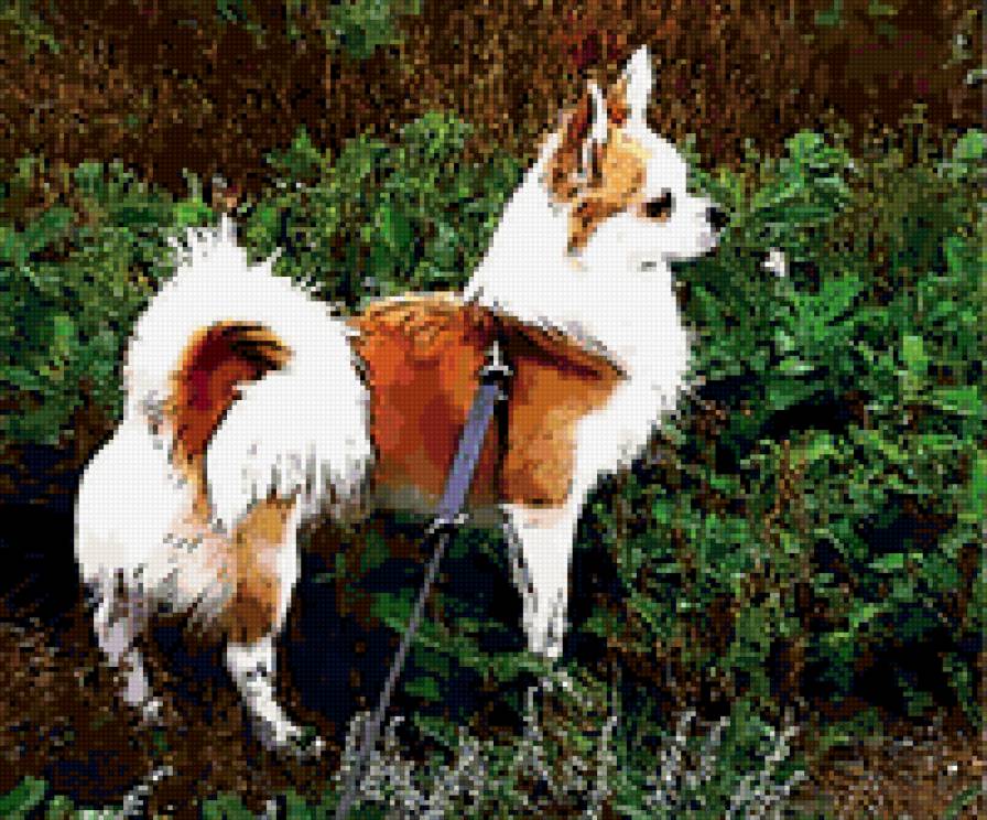 микки - чихуахуа - предпросмотр