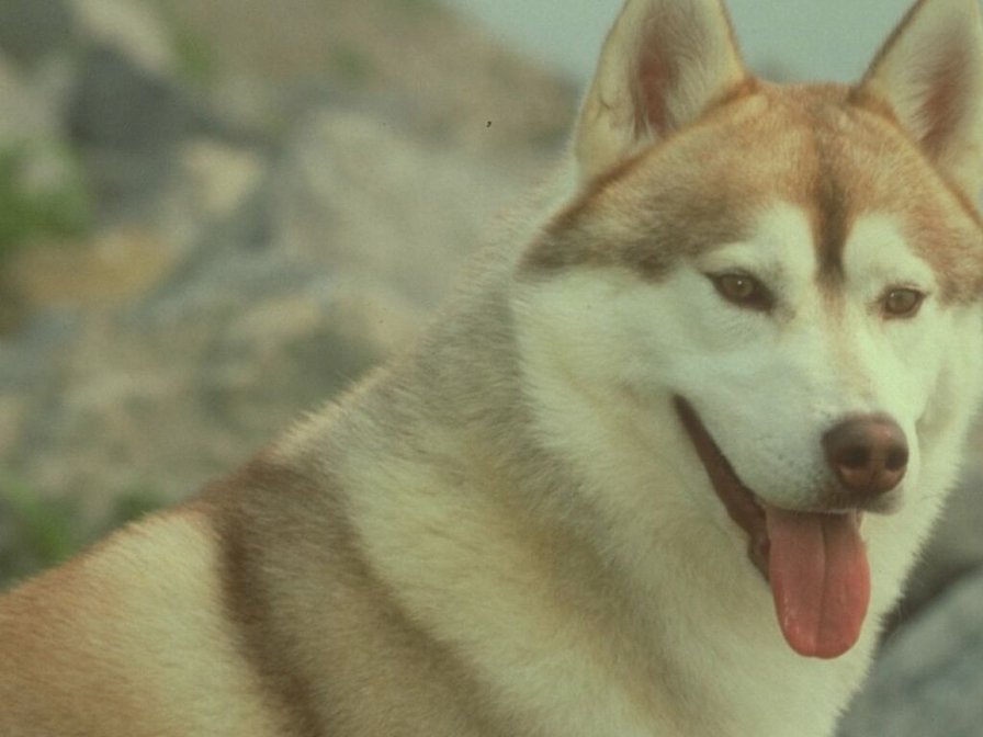 хаски - оригинал