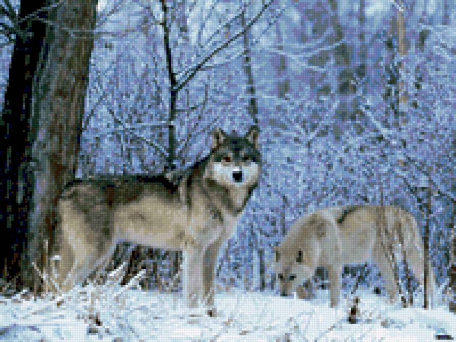 Пара волков - волки - предпросмотр