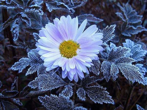 №180267 - ромашка, цветы - оригинал