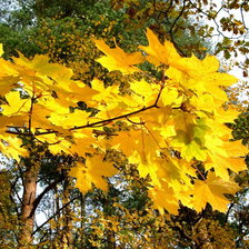 Схема вышивки «4585»