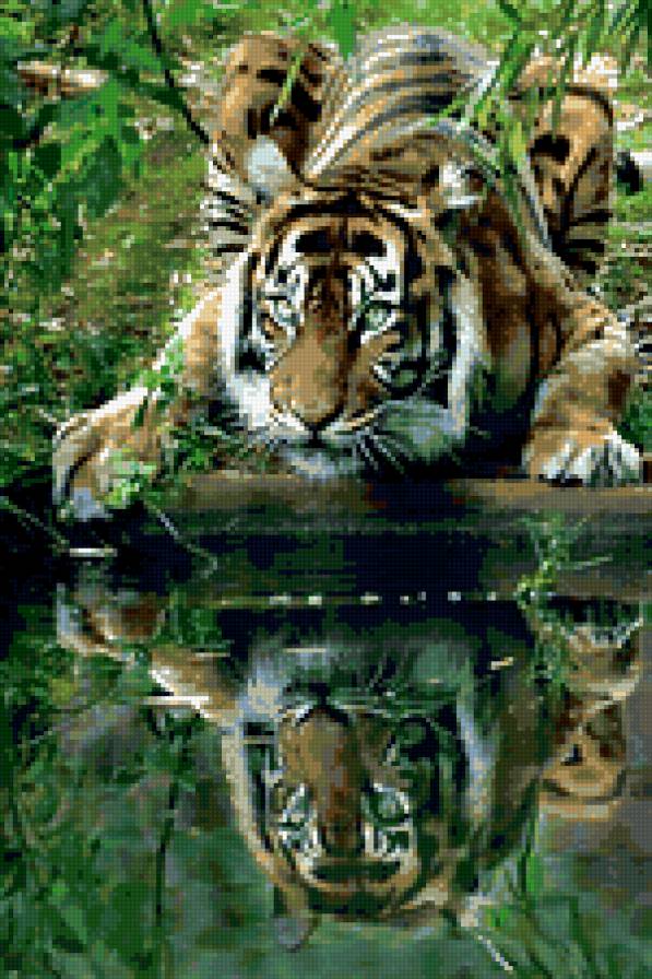 тигр - тигр, отражение, кошки - предпросмотр