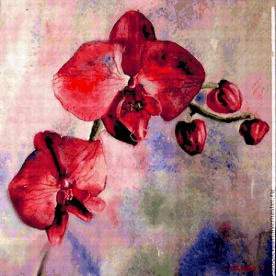 Орхидея - орхидеи, цветы - предпросмотр