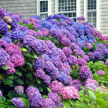 Схема вышивки «нантакет»