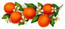 Апельсины на ветке - фрукты, цветы, цитрусы - оригинал