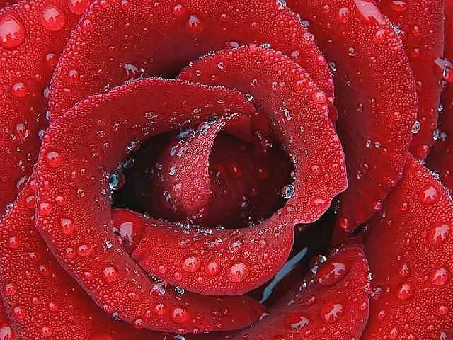 №180759 - цветы, картина, живопись, искусство - оригинал