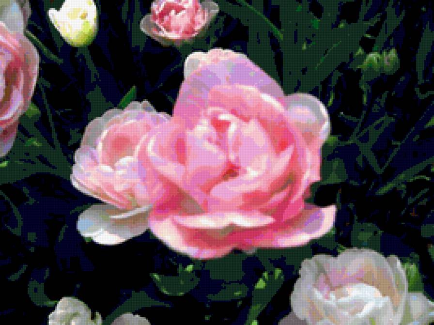 Тюльпан-роза - тюльпан-роза - предпросмотр