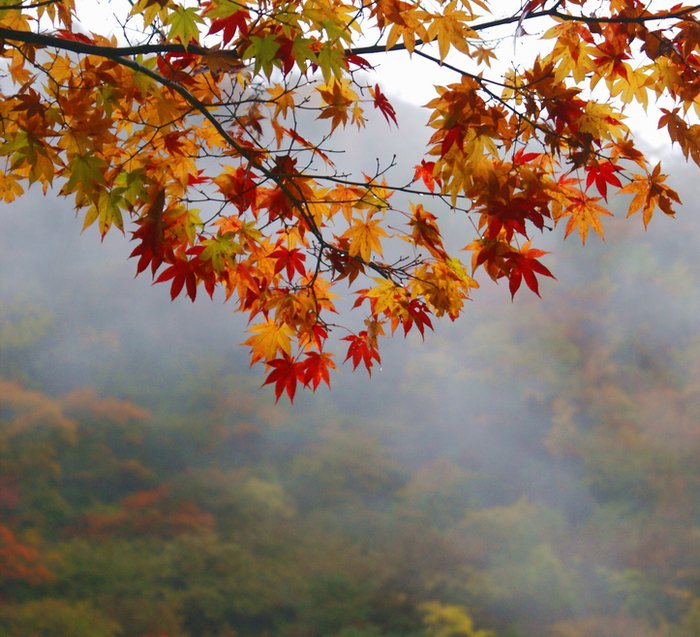 осенние дали - листья, природа, пейзаж, осень - оригинал