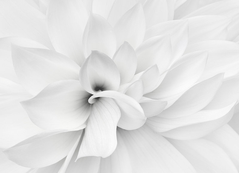Белый цветок - цветы - оригинал