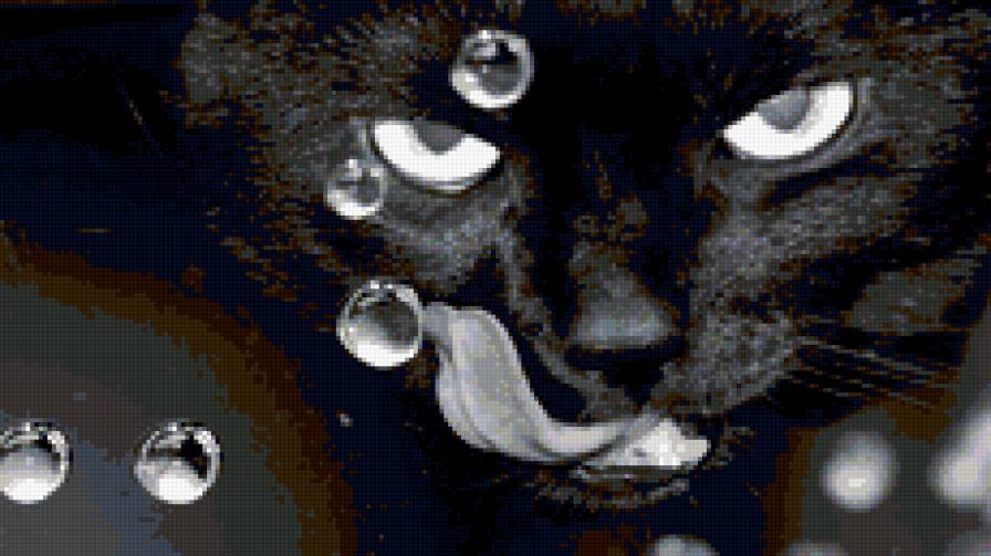 Кот - животные - предпросмотр