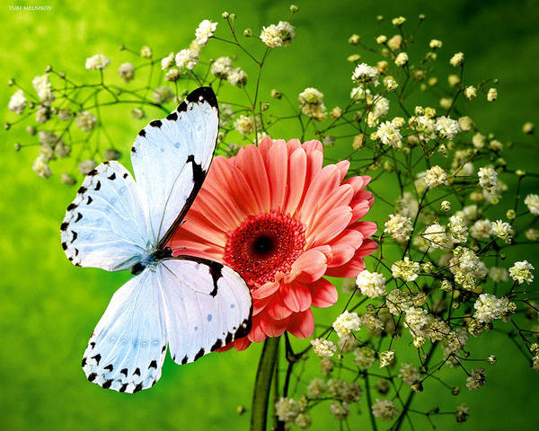 Бабочка на цветке - картина, цветы, бабочка - оригинал