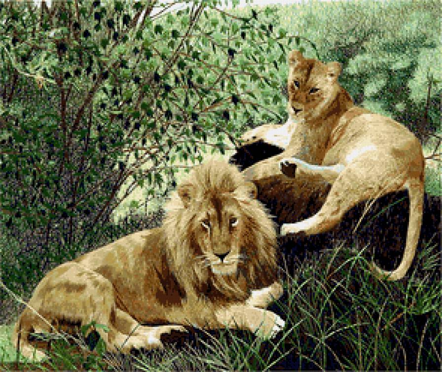 львы - животные. львы - предпросмотр
