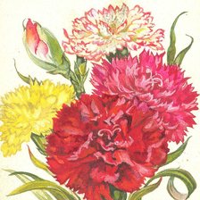 Схема вышивки «Гвоздики»