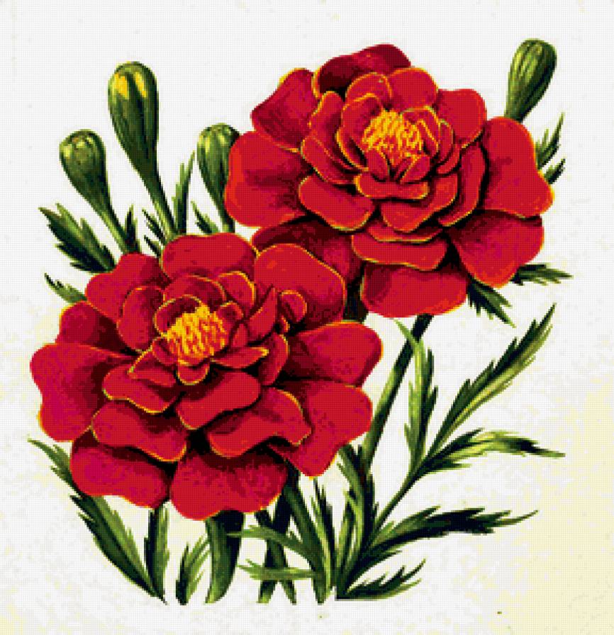 Бархатцы - живопись, цветы - предпросмотр