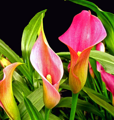 Калы - цветы - оригинал