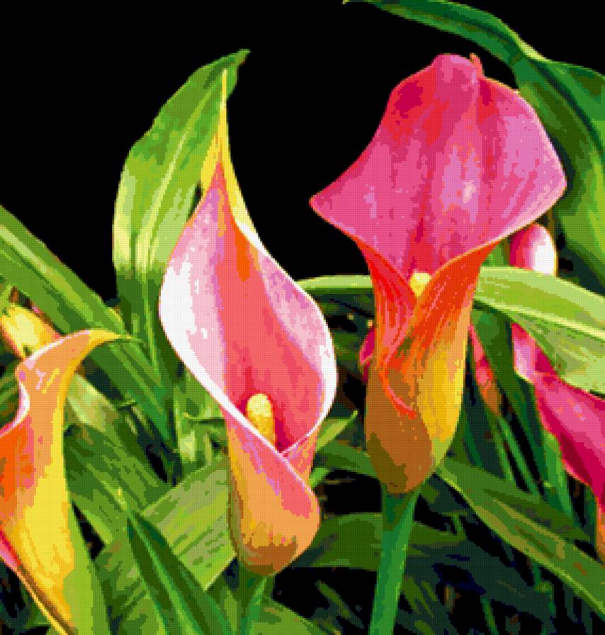 Калы - цветы - предпросмотр