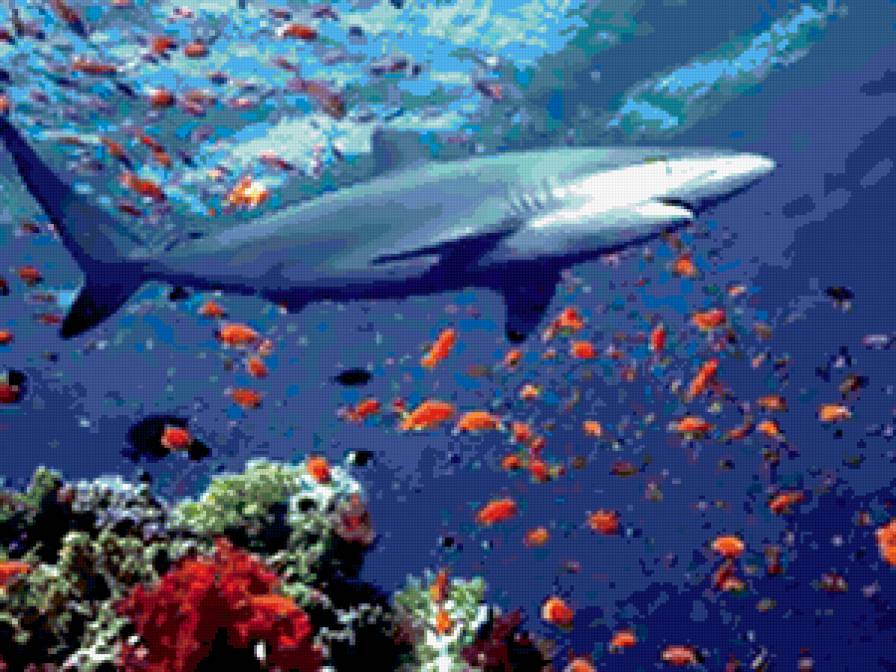 подводный мир - предпросмотр