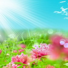 Схема вышивки «пионы»