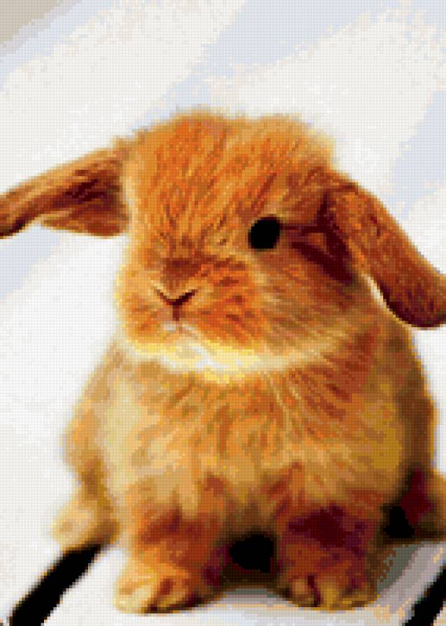 6596 - животные - предпросмотр