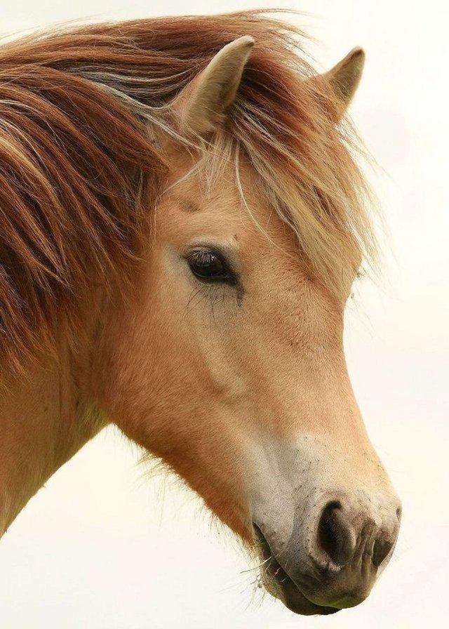 6546 - лошадь, животные - оригинал