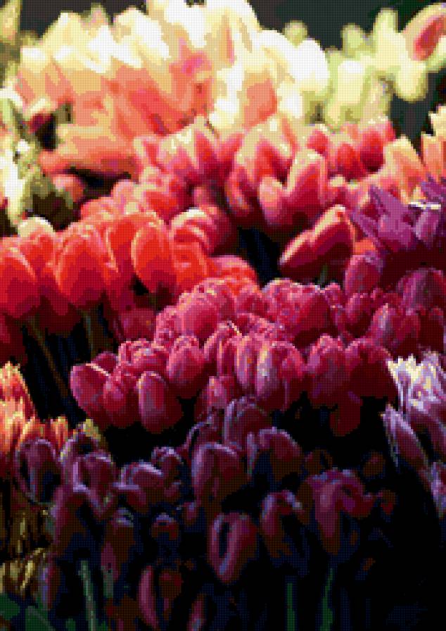 Тюльпаны - букеты, тюльпаны, красота, цветы, натюрморты - предпросмотр