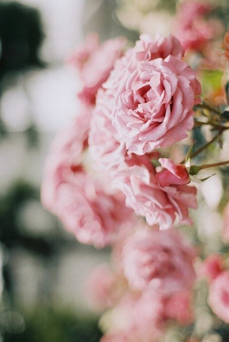 Розы - натюрморт, цветы, ваза, розы - оригинал